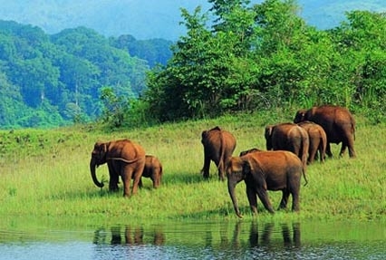 Elephants in Kerala culture